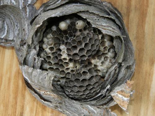 Dolichovespula sp.